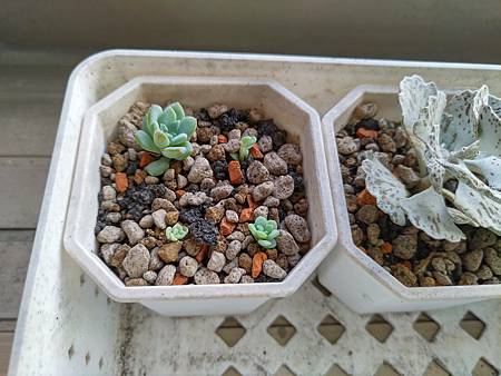 立田的大長腿人生｜本來很美，一熱就拉高了比例