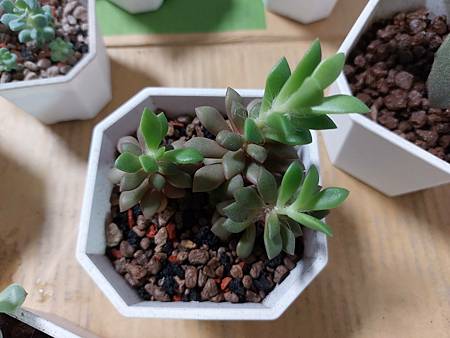 櫻吹雪的茁壯旅程｜從葉片走來，踏實的成長著