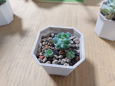 立田的大長腿人生｜本來很美，一熱就拉高了比例