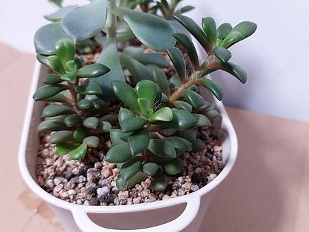 櫻吹雪的茁壯旅程｜從葉片走來，踏實的成長著