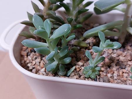 立田的大長腿人生｜本來很美，一熱就拉高了比例