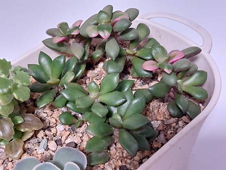 櫻吹雪的茁壯旅程｜從葉片走來，踏實的成長著