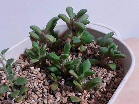 櫻吹雪的茁壯旅程｜從葉片走來，踏實的成長著