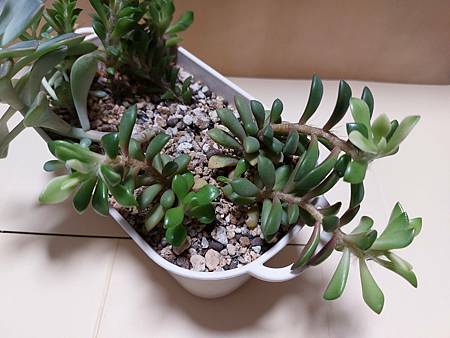 櫻吹雪的茁壯旅程｜從葉片走來，踏實的成長著