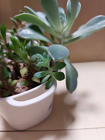 立田的大長腿人生｜本來很美，一熱就拉高了比例