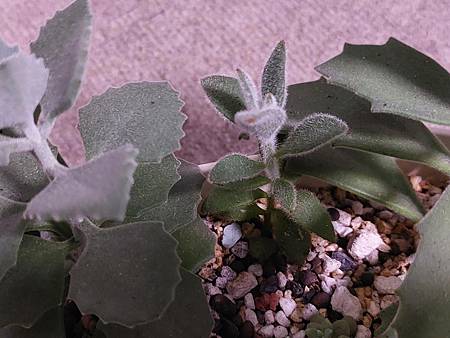 月兔耳的長高日常（二栽）｜從嫩芽到長高的慢慢徒長日記