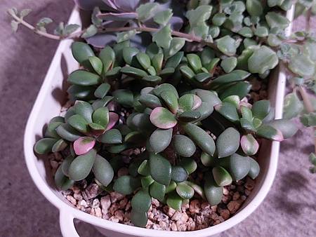 櫻吹雪的茁壯旅程｜從葉片走來，踏實的成長著