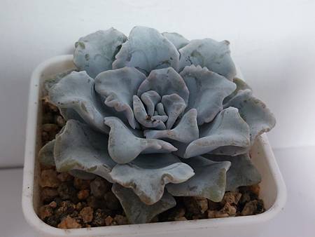 芭蕾舞者的穩定步伐｜沒有驚喜也沒有驚嚇，就是穩穩長大