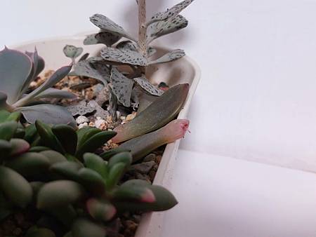 雪橙的等待之芽｜明明發芽了，卻像按下了暫停鍵