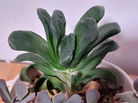 靜鼓的靜好時光｜開完花後，繼續穩穩的過生活