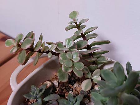 雅樂之舞的穩步前行（二栽）｜不快不慢的穩定成長中