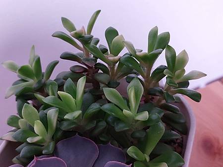 櫻吹雪的茁壯旅程｜從葉片走來，踏實的成長著