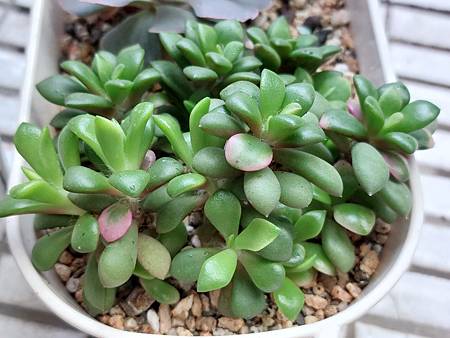 櫻吹雪的茁壯旅程｜從葉片走來，踏實的成長著