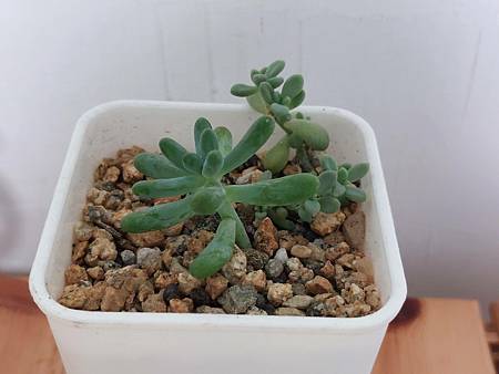 立田的大長腿人生｜本來很美，一熱就拉高了比例