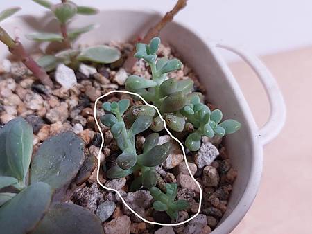 立田的大長腿人生｜本來很美，一熱就拉高了比例