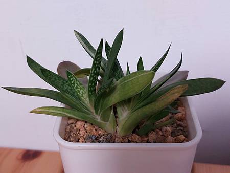 子寶的日光試煉｜從曬傷邊緣走回健康色