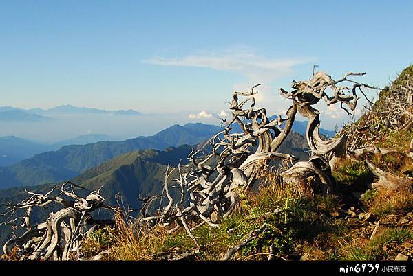 主峰旁的玉山圓柏