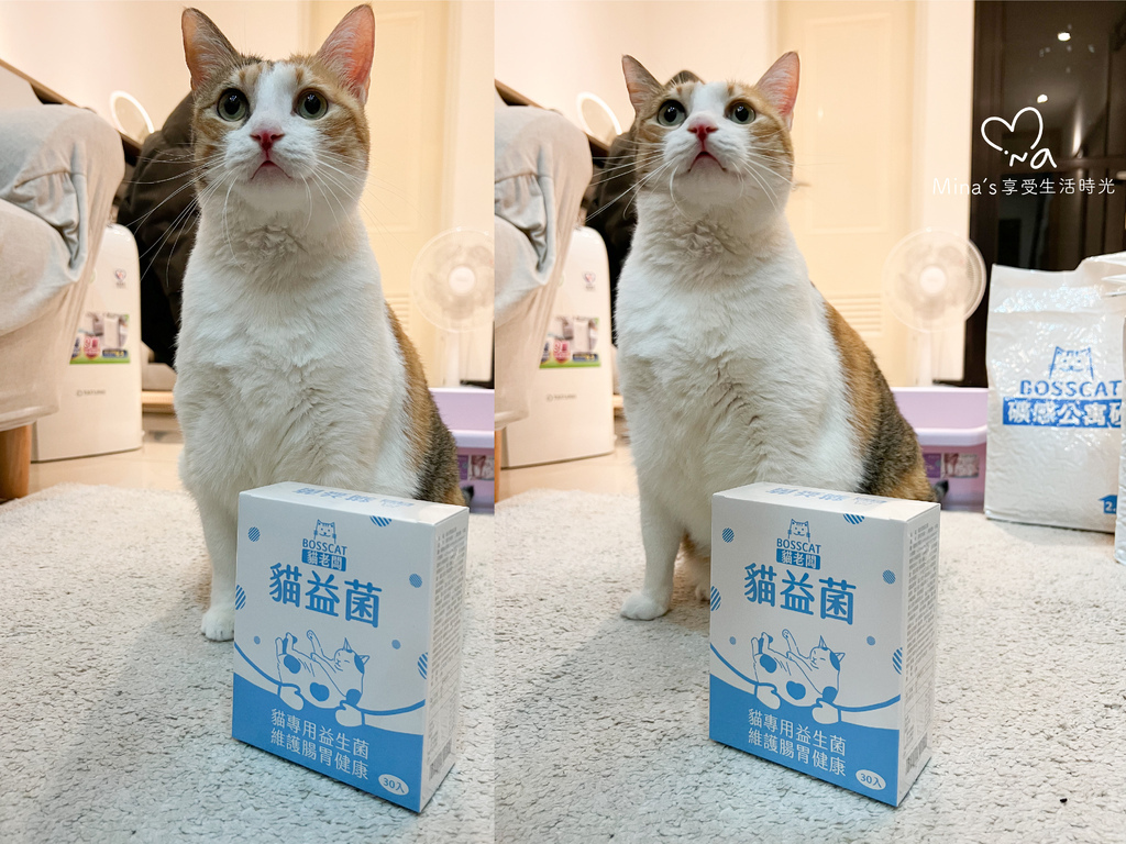 簽名檔-boss cat-13.jpg