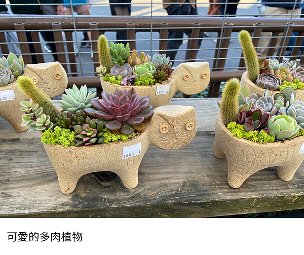 多肉.png 多肉.png