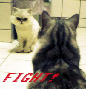FIGHT！
