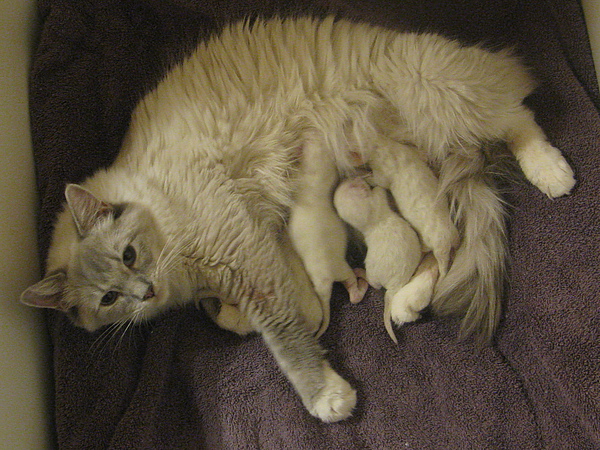 Angel Litter 2 007.jpg