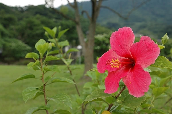 生活遊記