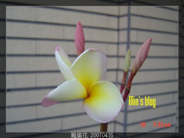 雞蛋花 20070416