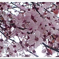 Sakura09.jpg