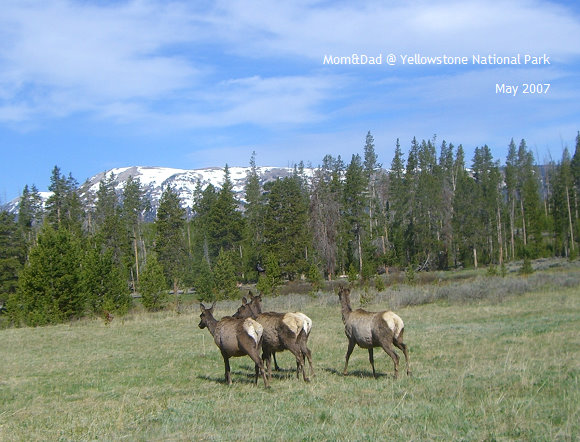 Yellowstone03.jpg