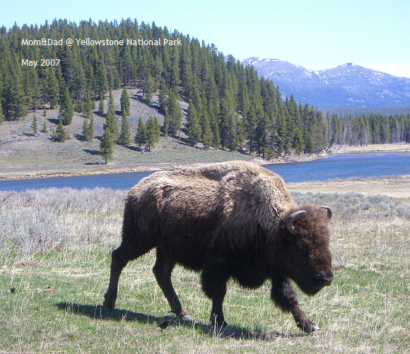 Yellowstone04.jpg