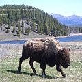 Yellowstone04.jpg