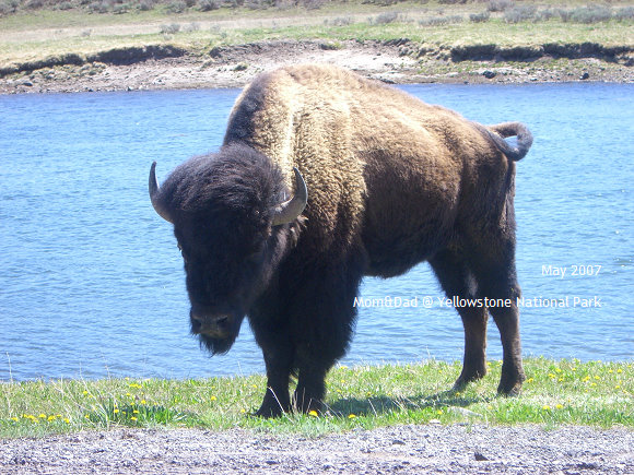 Yellowstone05.jpg