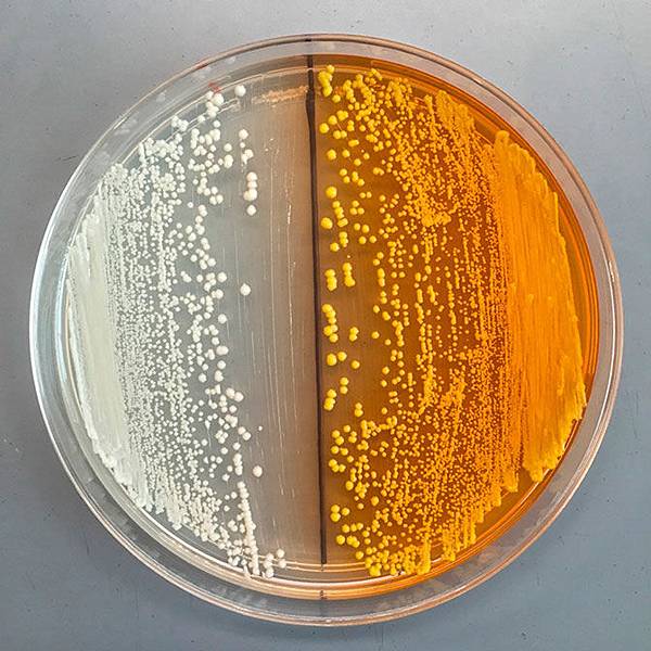 DOPA dioxygenase.jpg DOPA dioxygenase.jpg
