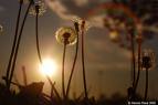 Dandelions in the Sun.jpg