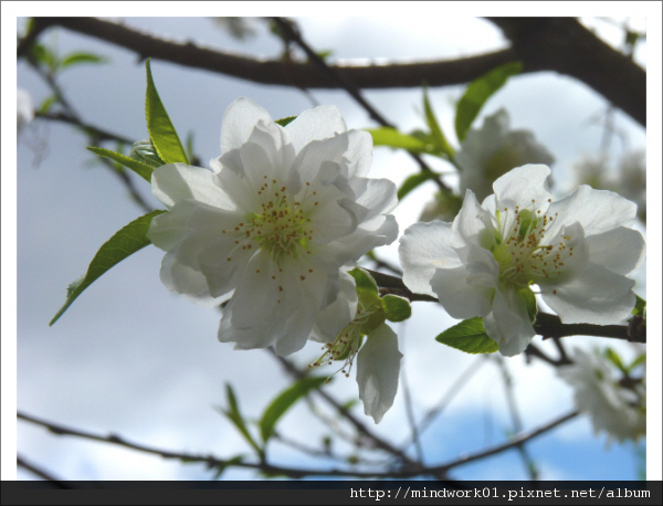 3  white