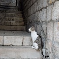 我喜歡這張貓咪看著前方, 襯著階梯遠景, 具有故事性