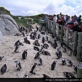 企鵝很多,遊客也不少