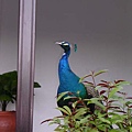 peacock