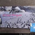 非洲企鵝