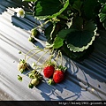 鮮紅的草莓和白色的草莓花