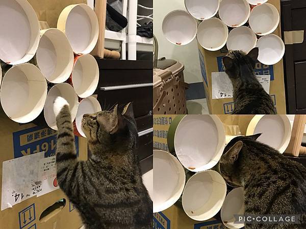 【喵的玩具】小資族省錢DIY「貓咪藏食玩具」,讓貓吃飯當運動!推薦5 【喵的玩具】小資族省錢DIY「貓咪藏食玩具」,讓貓吃飯當運動!推薦5