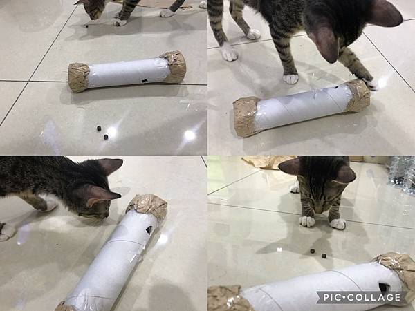 【喵的玩具】小資族省錢DIY「貓咪藏食玩具」,讓貓吃飯當運動!推薦5 【喵的玩具】小資族省錢DIY「貓咪藏食玩具」,讓貓吃飯當運動!推薦5