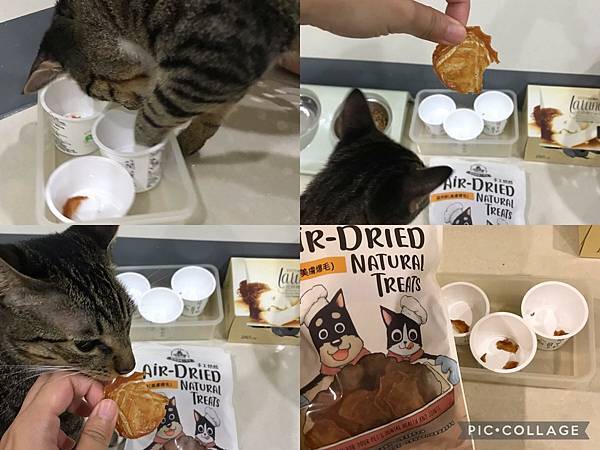 【喵的玩具】小資族省錢DIY「貓咪藏食玩具」,讓貓吃飯當運動!推薦5 【喵的玩具】小資族省錢DIY「貓咪藏食玩具」,讓貓吃飯當運動!推薦5