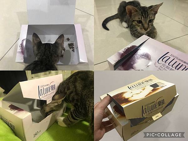 【喵的玩具】小資族省錢DIY「貓咪藏食玩具」,讓貓吃飯當運動!推薦5 【喵的玩具】小資族省錢DIY「貓咪藏食玩具」,讓貓吃飯當運動!推薦5