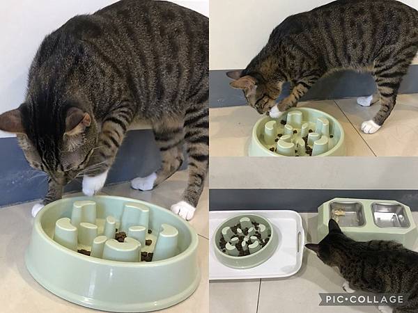 【喵的玩具】貓談社用「貓咪藏食玩具」豐富貓環境,滿足貓的天性!推薦53.jpg 【喵的玩具】貓談社用「貓咪藏食玩具」豐富貓環境,滿足貓的天性!推薦53.jpg