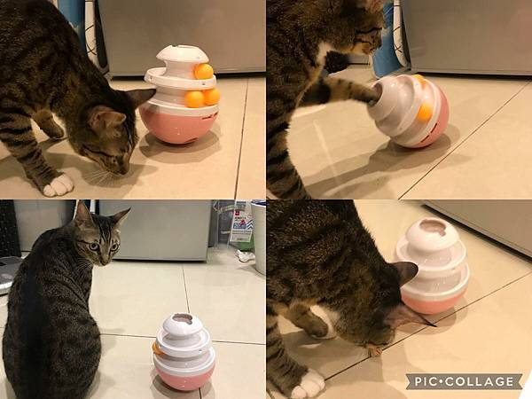 【喵的玩具】貓談社用「貓咪藏食玩具」豐富貓環境,滿足貓的天性!推薦51.jpg 【喵的玩具】貓談社用「貓咪藏食玩具」豐富貓環境,滿足貓的天性!推薦51.jpg