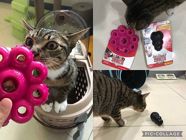 【喵的玩具】貓談社用「貓咪藏食玩具」豐富貓環境,滿足貓的天性!推薦52.jpg 【喵的玩具】貓談社用「貓咪藏食玩具」豐富貓環境,滿足貓的天性!推薦52.jpg