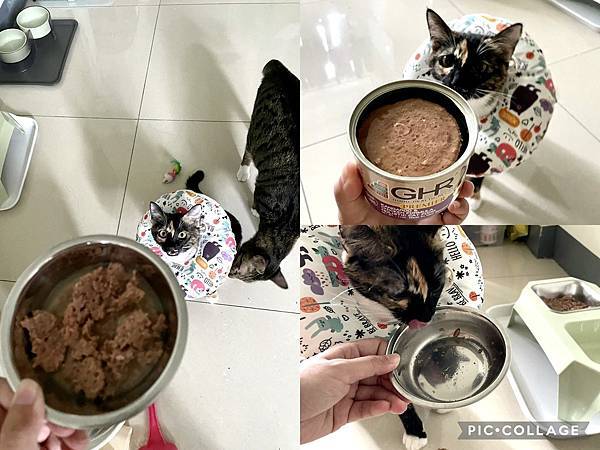 【喵的罐罐】乾飼料還是罐頭好?用「GHR健康主義」無穀貓糧%26;主食罐乾溼搭配!推薦55.jpg