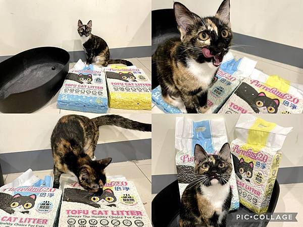 【喵的貓砂】條形豆腐砂讓家遠離沙漠!無香超凝結力「倍淨2.0豆腐貓砂」推薦52.jpg
