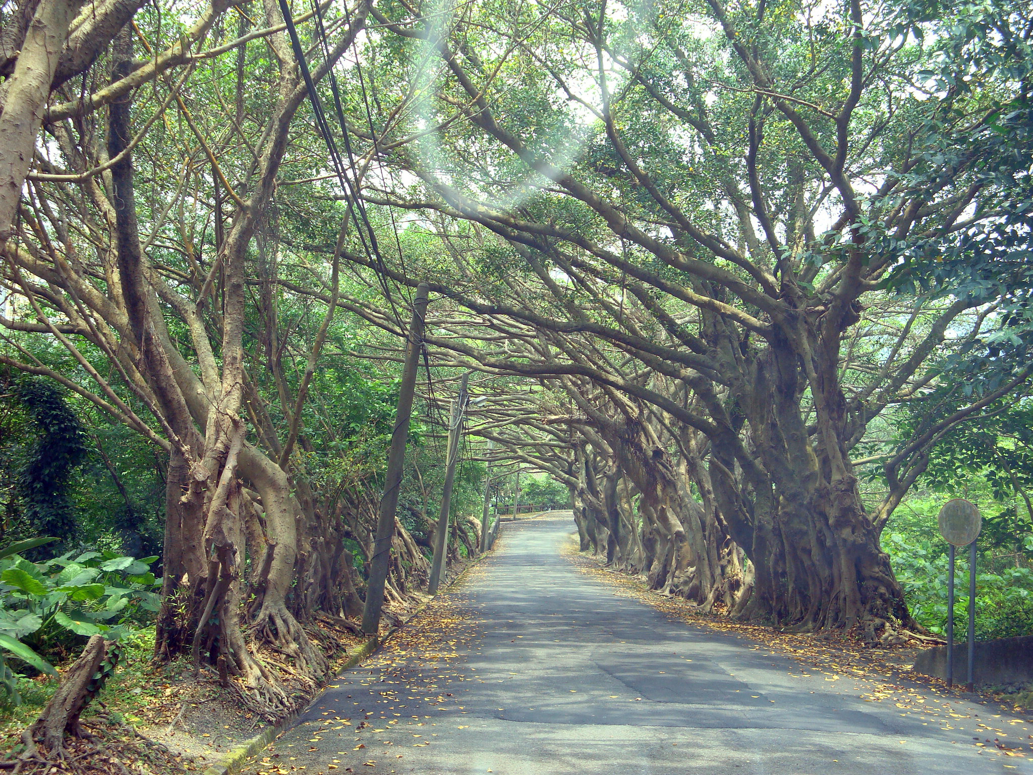 通往舅公家的道路！